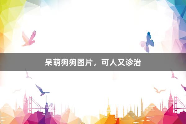 呆萌狗狗图片，可人又诊治
